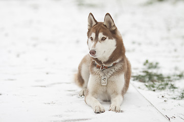 Image showing siberian husky