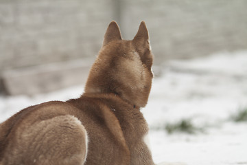 Image showing siberian husky