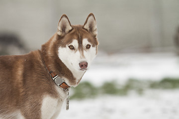 Image showing siberian husky