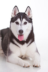 Image showing siberian husky dog