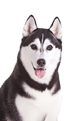 Image showing siberian husky dog