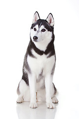 Image showing siberian husky dog