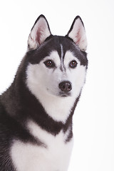 Image showing siberian husky dog