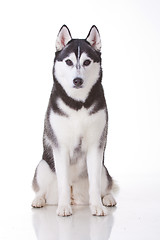 Image showing siberian husky dog