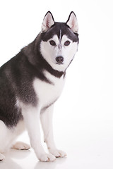 Image showing siberian husky dog