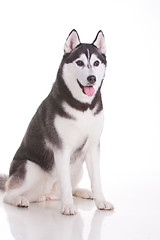 Image showing siberian husky dog