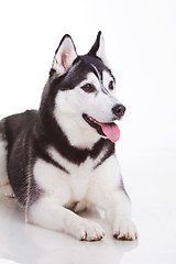 Image showing siberian husky dog