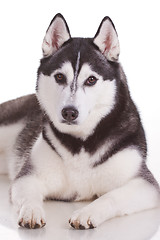 Image showing siberian husky dog