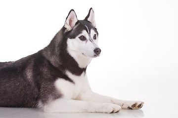 Image showing siberian husky dog