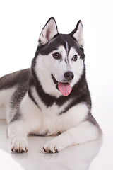 Image showing siberian husky dog