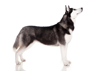 Image showing siberian husky dog