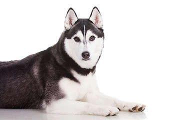 Image showing siberian husky dog