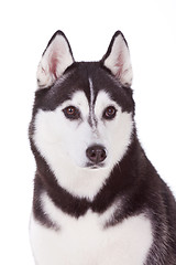 Image showing siberian husky dog