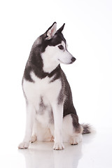 Image showing siberian husky dog