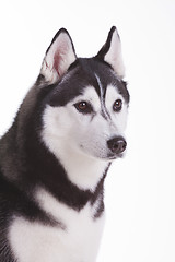 Image showing siberian husky dog