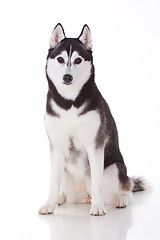 Image showing siberian husky dog