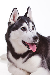 Image showing siberian husky dog