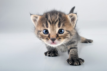 Image showing small 20 days old  kitten 