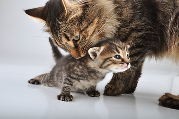 Image showing small 20 days old  kitten with mother cat