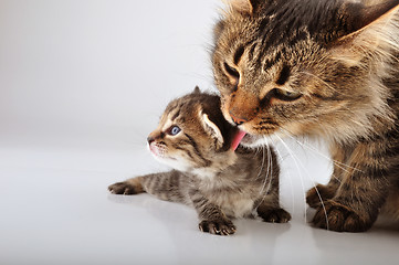 Image showing Mother cat cares of her 20 days old  kitten 