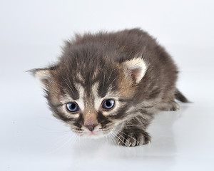 Image showing small 20 days old  kitten 