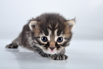 Image showing small 20 days old  kitten 