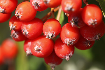 Image showing Background of Rowan Berries
