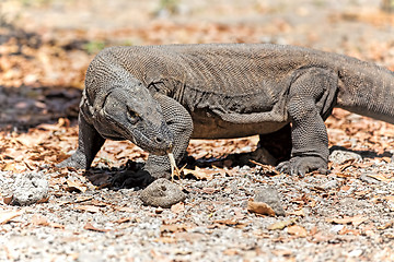 Image showing Komodo Dragon