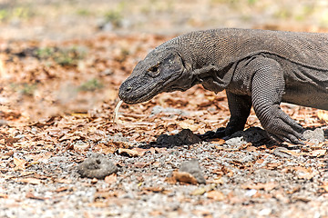 Image showing Komodo Dragon