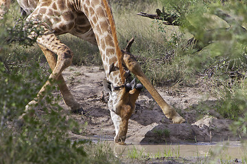 Image showing Giraffe Drinking