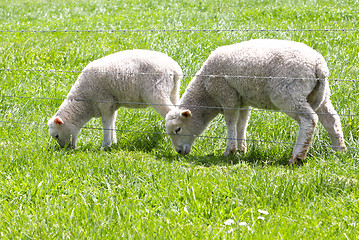 Image showing Lamb