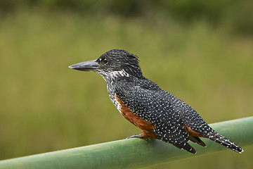 Image showing Giant Kingfisher