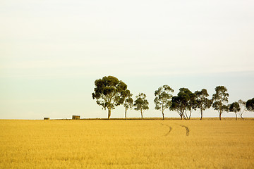 Image showing Row of trees