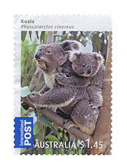 Image showing Koala