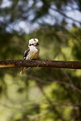 Image showing Kookaburra