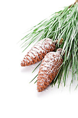 Image showing fir tree branch with pinecones 