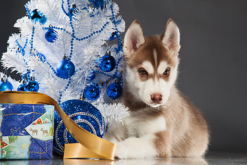 Image showing cute husky puppy