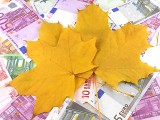 Image showing euro money in autumn maple leaves