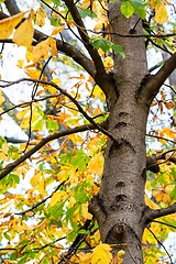 Image showing Chestnut in autumn