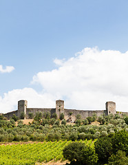 Image showing Wineyard in Tuscany