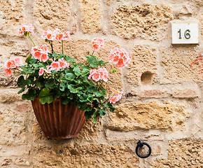 Image showing Tuscan flowers