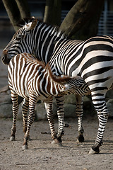 Image showing Zebra fedding