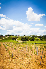 Image showing Tuscany Wineyard