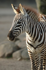 Image showing Young zebra