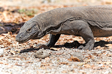 Image showing Komodo Dragon