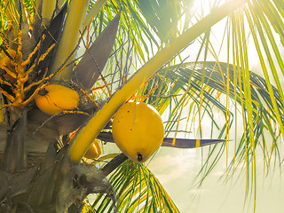 Image showing Coconut Fruits