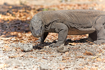 Image showing Komodo Dragon