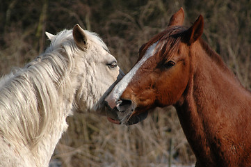 Image showing Horse lovers