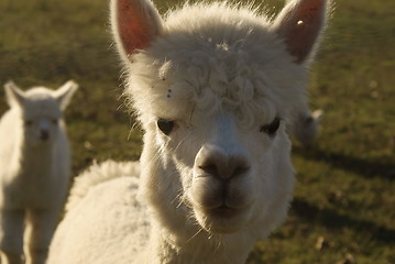 Image showing alpaca close up