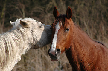 Image showing Horses